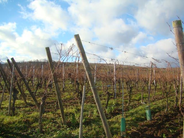 TERRAIN EN EXCLUSIVITE A BENNWIHR