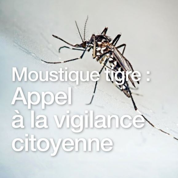 ATTENTION ! La surveillance du moustique tigre est réactivée pour 2018