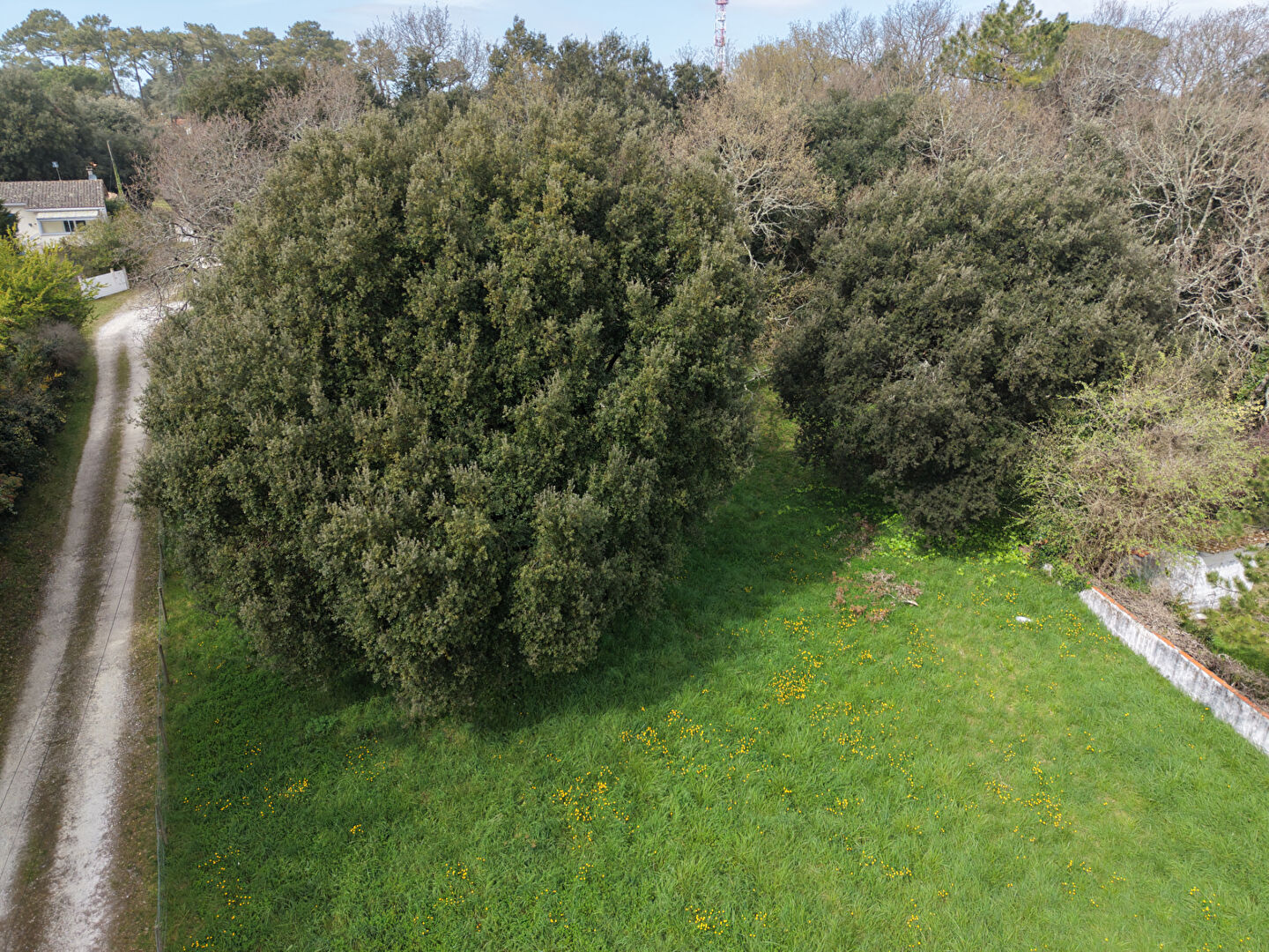 Agence immobilière de AGENCE DES TILLEULS Royan