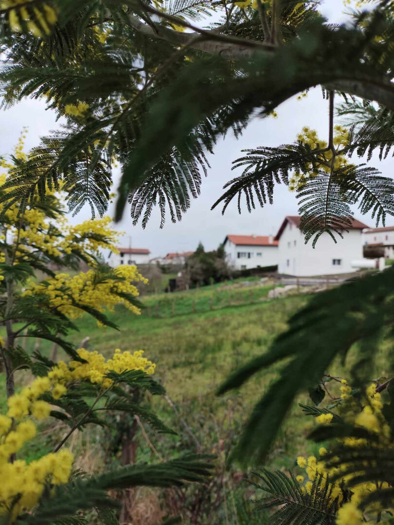 Photo Terrain Urcuit 842 m2 image 3/3