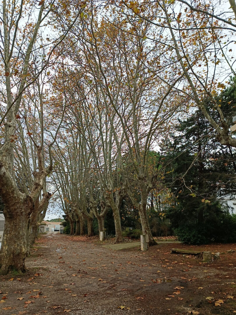 Photo Appartement Narbonne 3 pièce(s) 64 m2 image 4/6