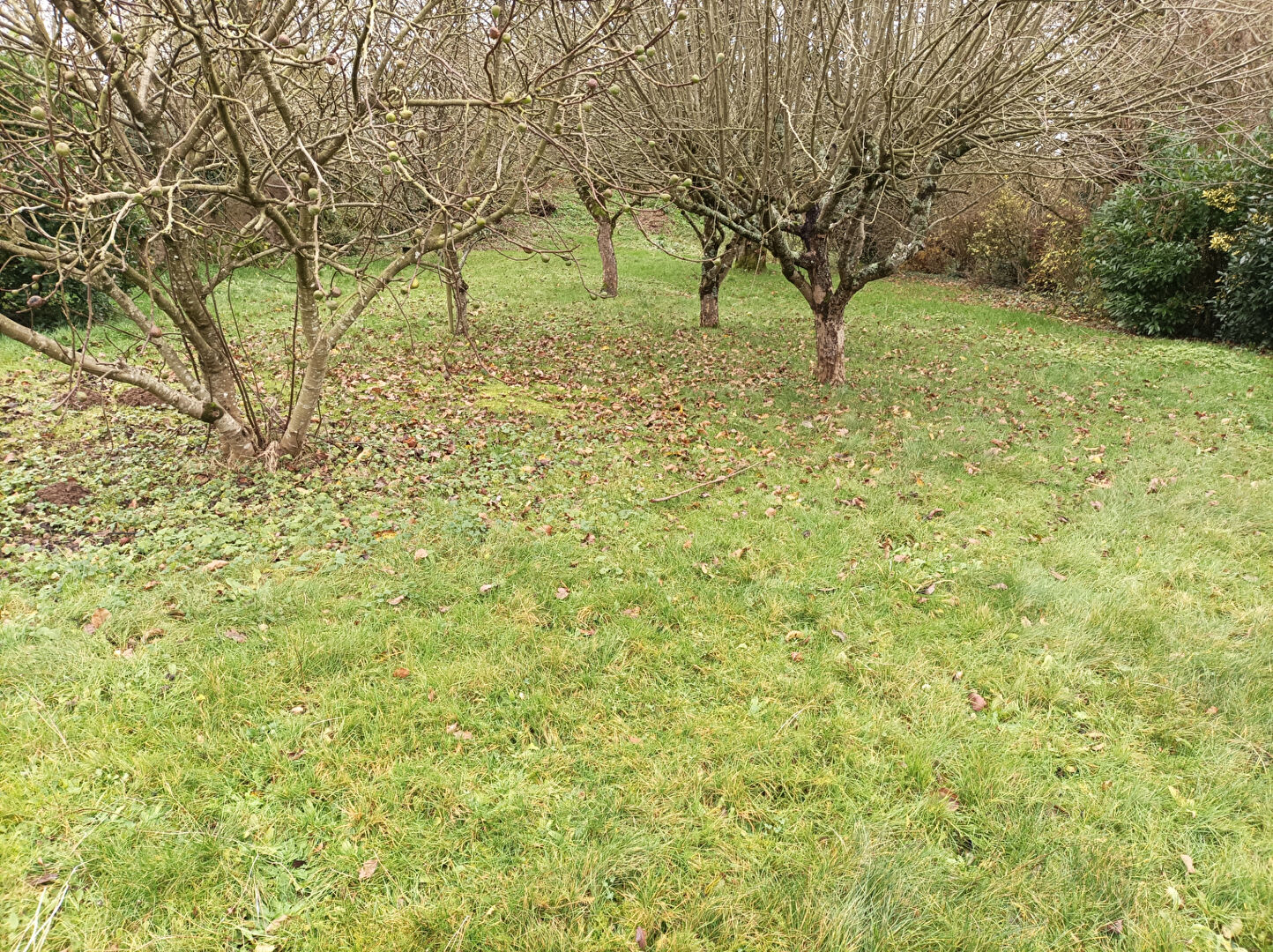 Photo TERRAIN CONSTRUCTIBLE 2189m² MAEN ROCH - ST BRICE EN COGLES CENTRE image 2/4