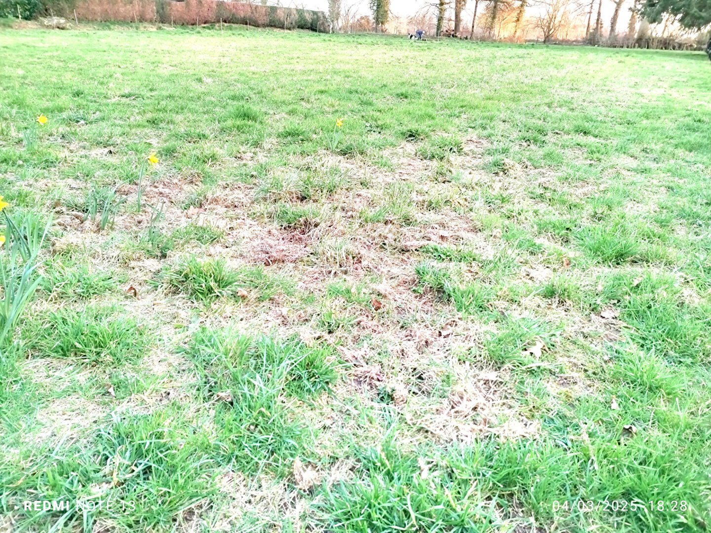 Photo TERRAIN  viabilisé SAINT BRICE EN COGLES image 1/3