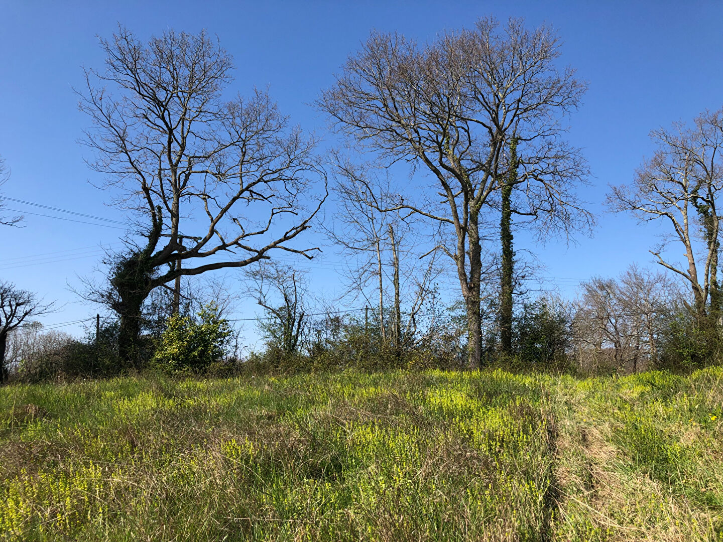 Photo HAUT DE BUROS, Terrain de 3770m² face aux PYRENEES, possibilité de diviser en 2 lots image 6/6