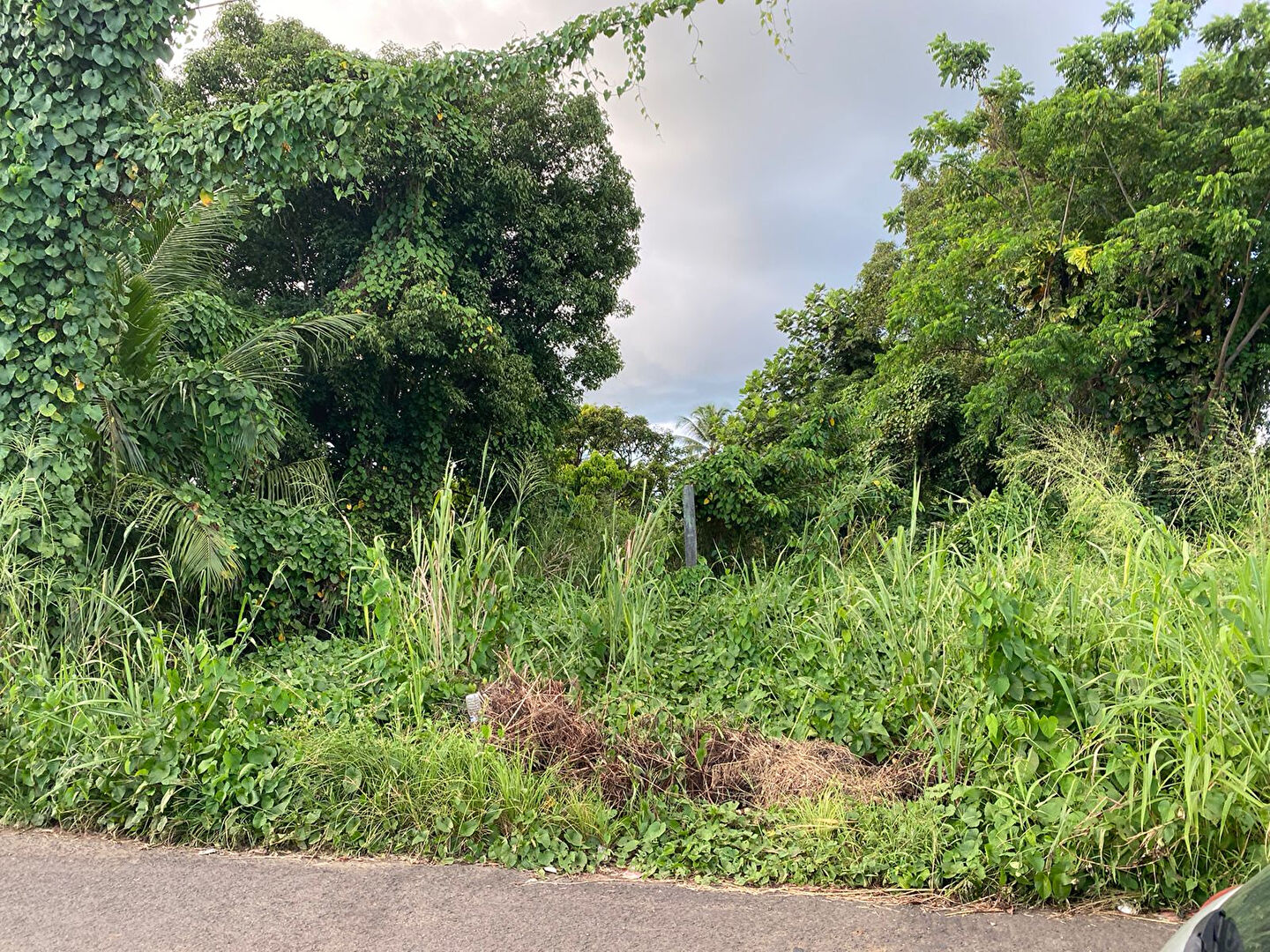 Photo Terrain à vendre Angle de la Nationale 2 et route de Conodor à Sainte-Rose image 2/3