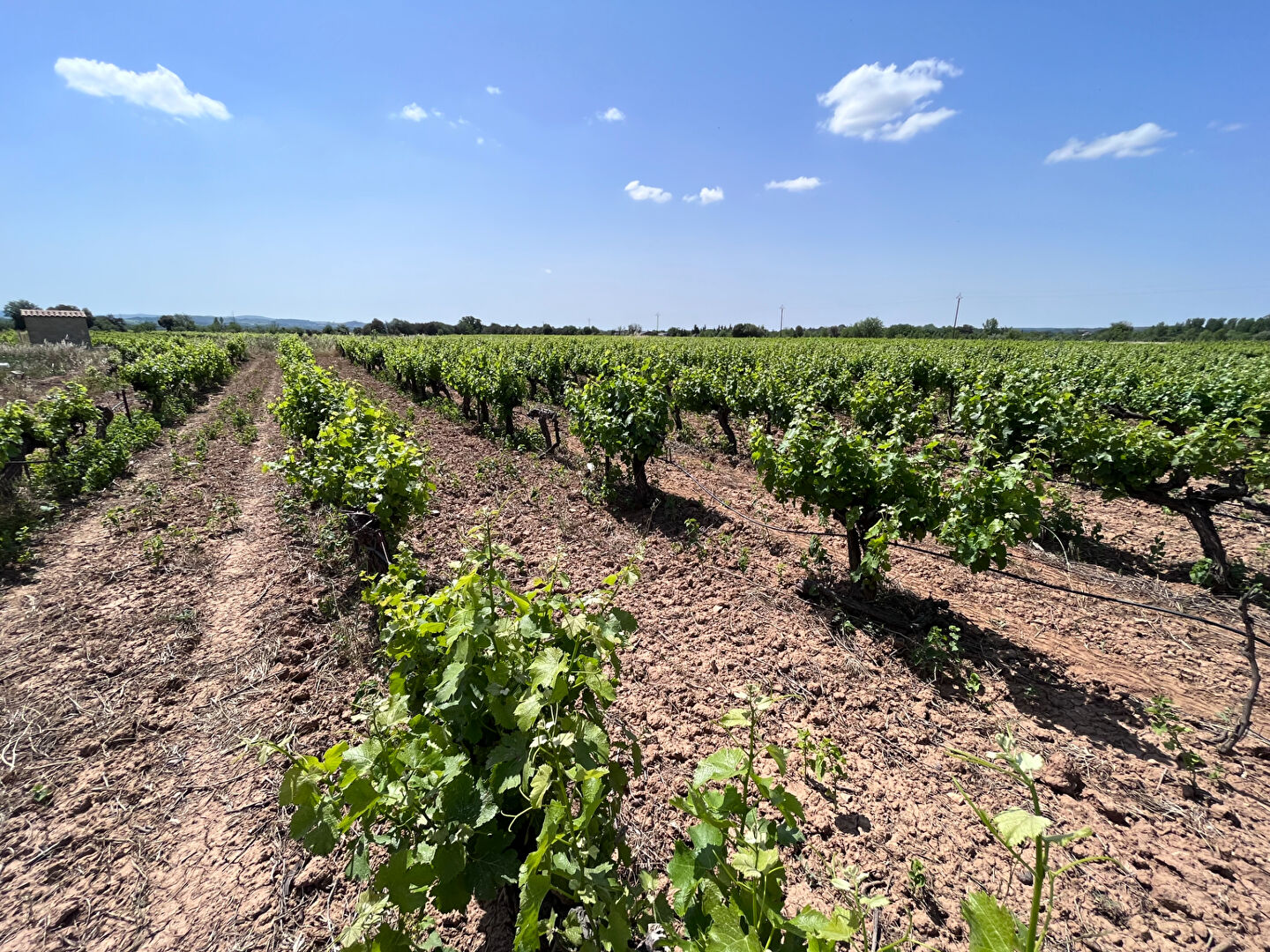 Agence immobilière de AVENIR IMMOBILIER Montpellier