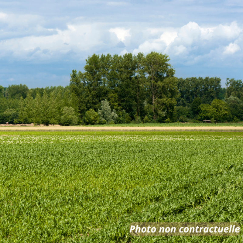 Local d'activité à vendre - 31000.0 m2 - 71 - Saone-et-Loire
