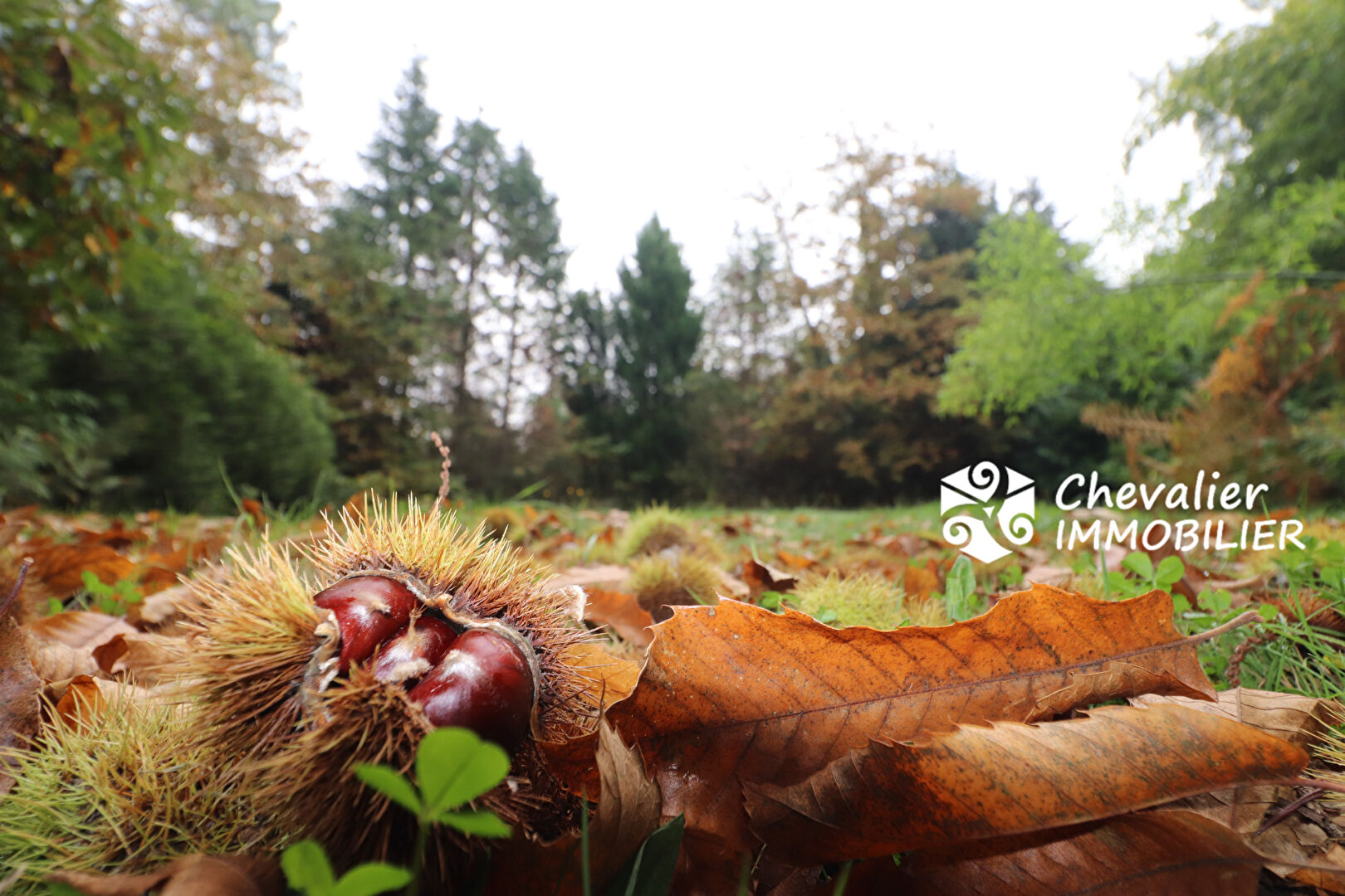 Saint-Nolff  Nord - Terrain boisé au calme !