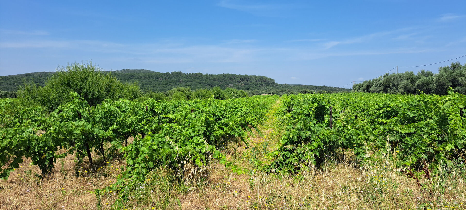 Photo EXCLUSIVITE Nord Gard, Carsan, la plus belle propriété viticole à vendre du secteur image 4/6