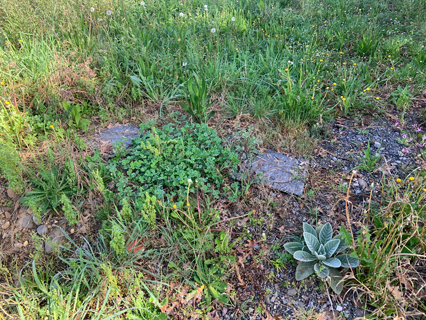 Photo Terrain Sault de Navailles 1650 m2 image 4/5