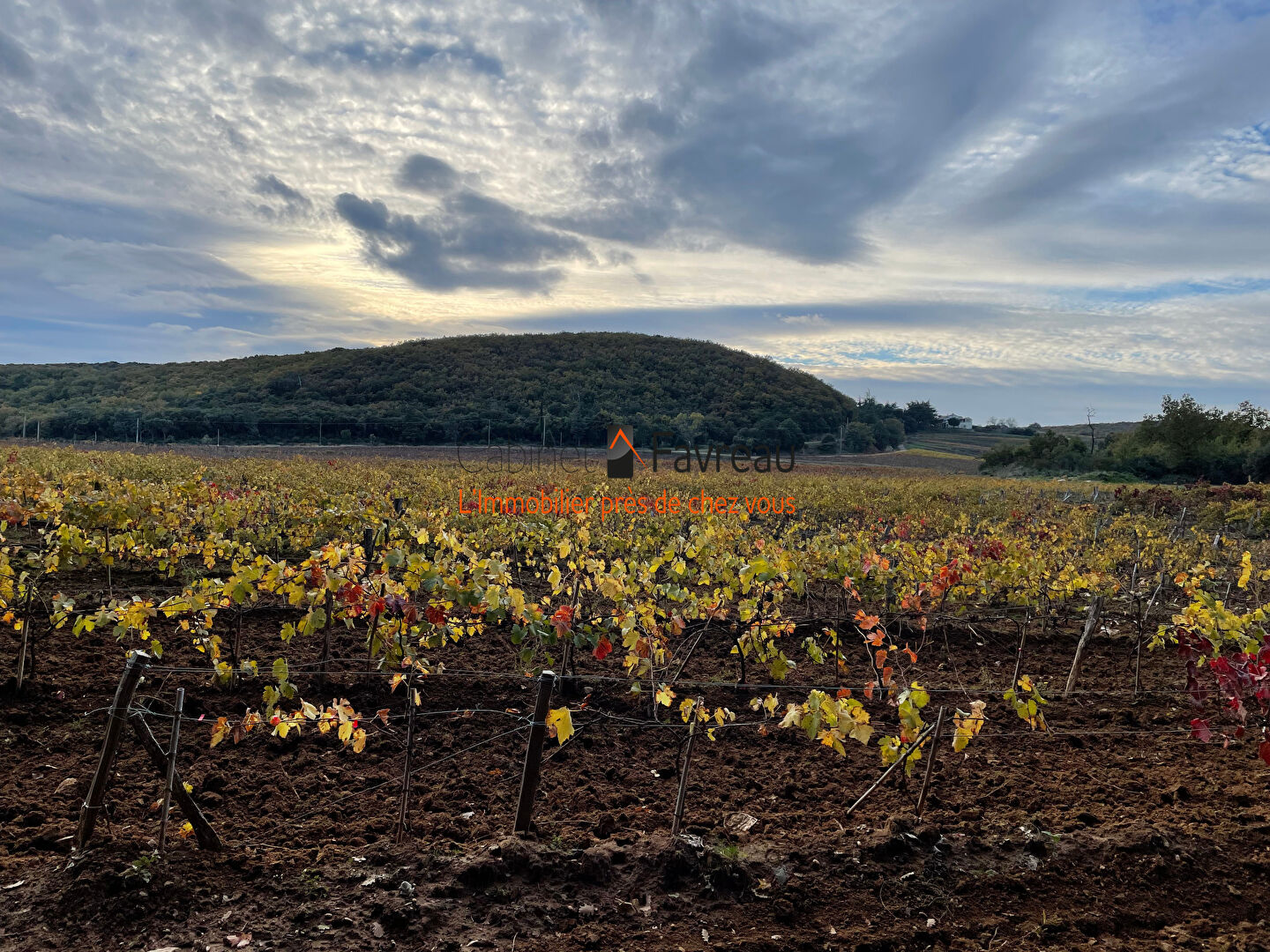 Photo Domaine de 30ha dont 20 ha plantés en vignes AOC Côtes du Rhône avec deux bâtisses de 350 et 260m²  avec vue sur le Mont Ventoux image 1/6