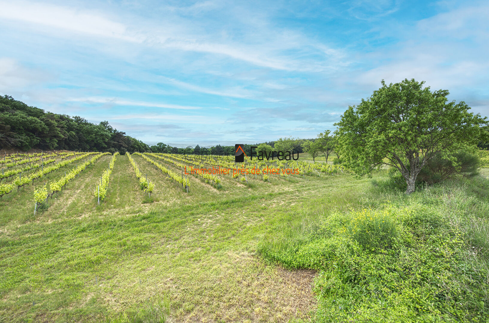 Photo Domaine de 30ha dont 20 ha plantés en vignes AOC Côtes du Rhône avec deux bâtisses de 350 et 260m²  avec vue sur le Mont Ventoux image 2/6