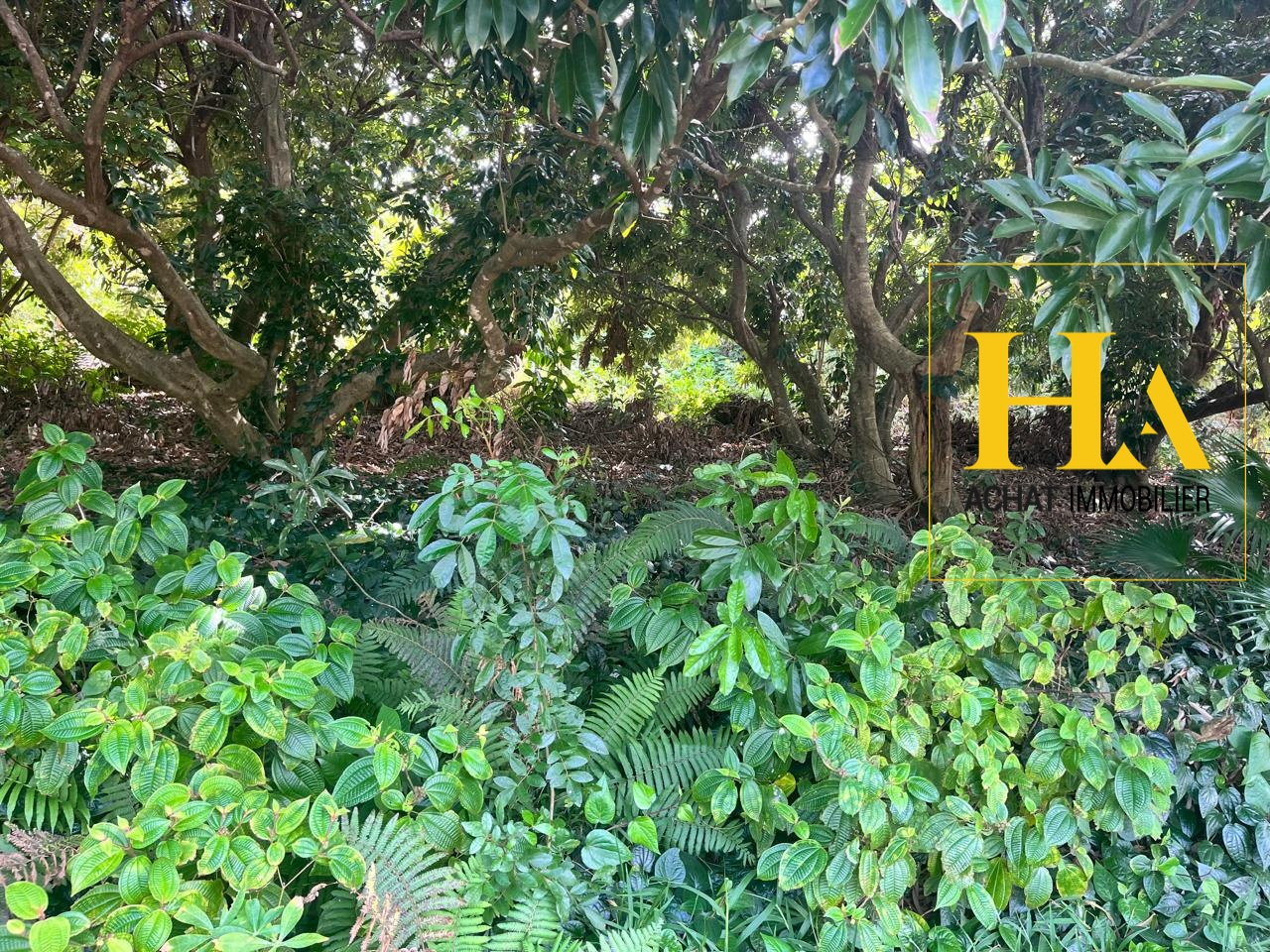 Agence immobilière de HA.IMMO - La Réunion / Mayotte