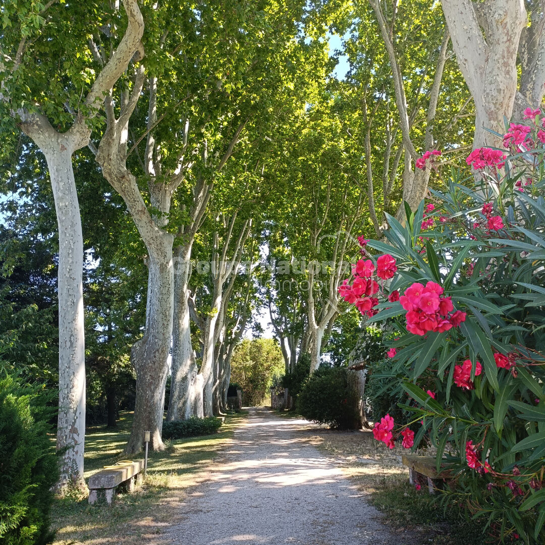 Photo Mas authentique avec grand terrain - Idéal pour chevaux image 5/6