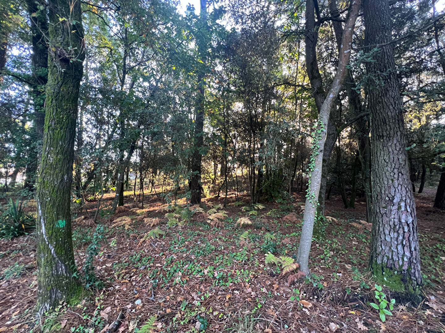 Photo Terrain Jard Sur Mer 500 m2 image 2/5