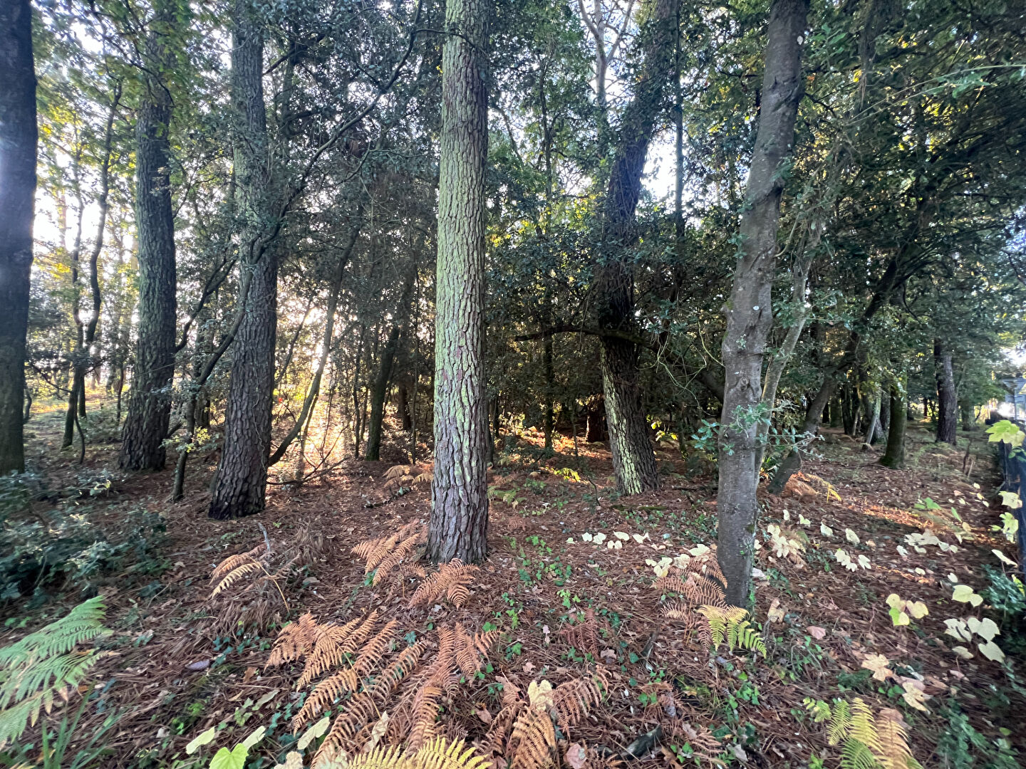 Photo Terrain Jard Sur Mer 500 m2 image 3/5