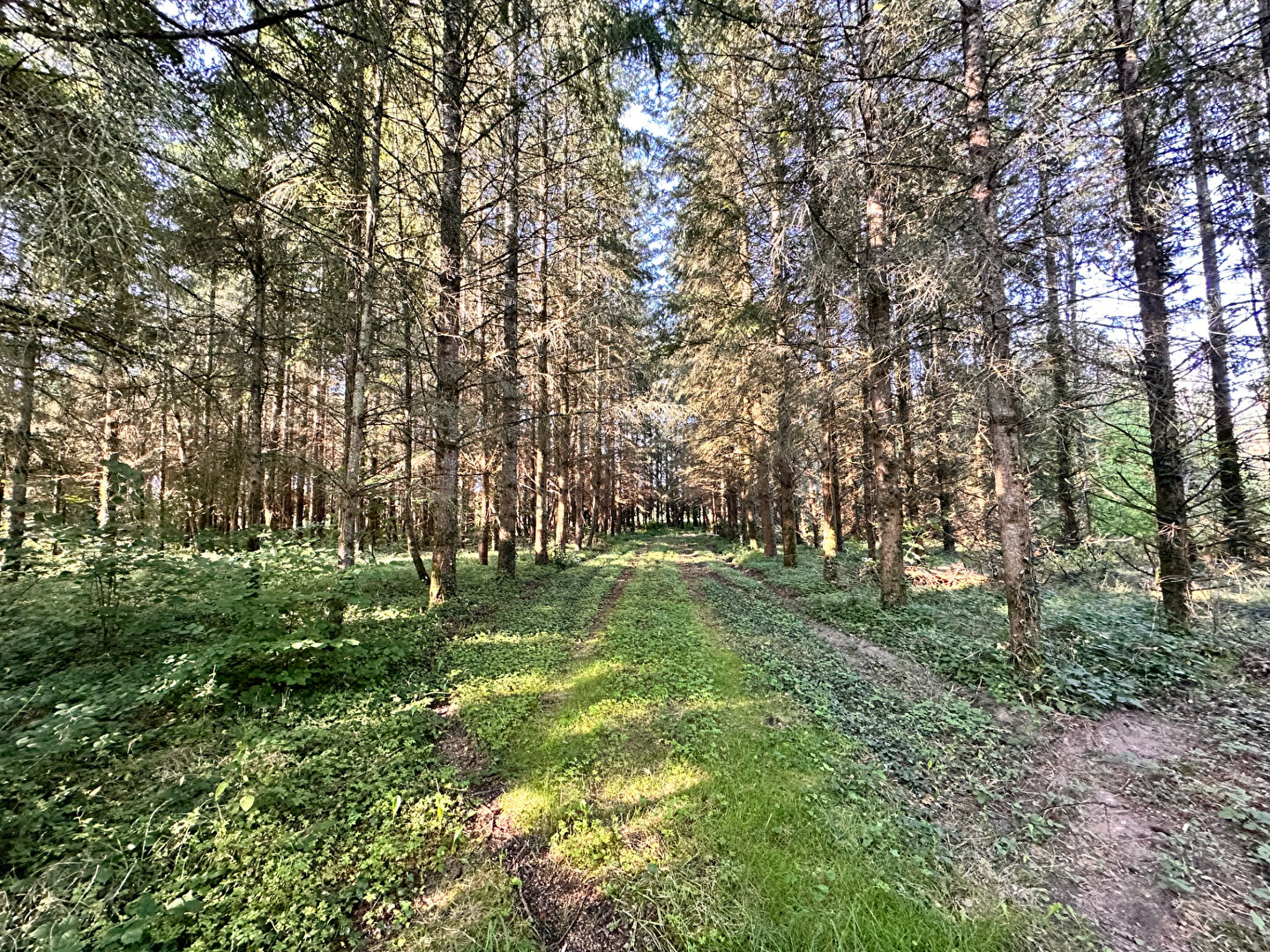 Photo Terrain de loisirs Coullons 40 m2 image 5/6