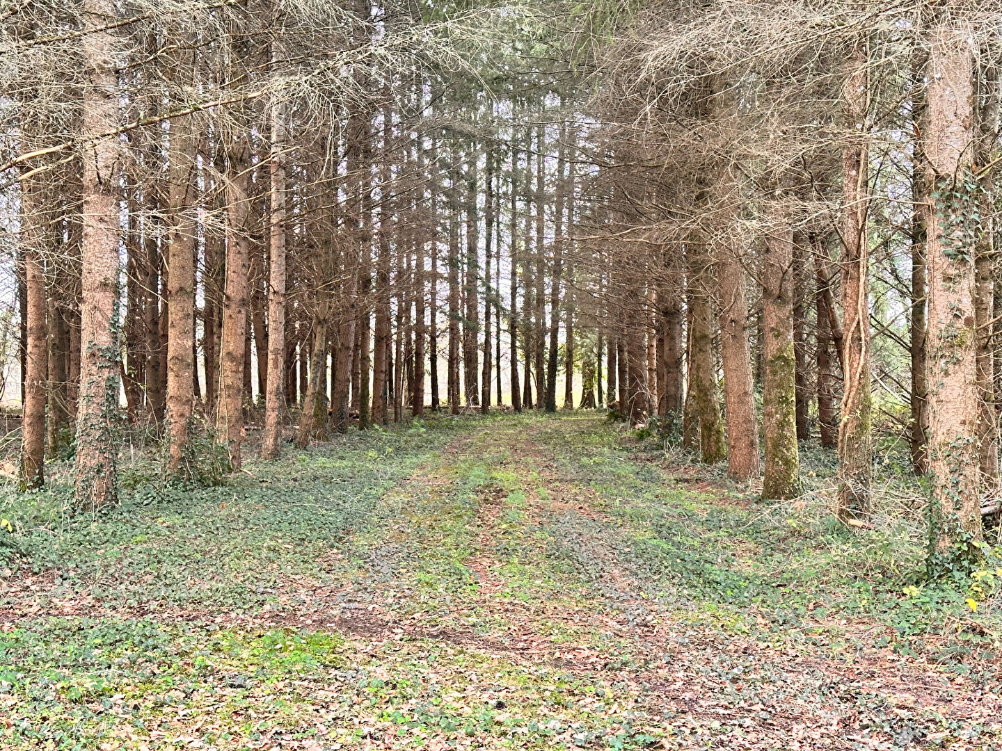 Photo Terrain de loisirs Coullons 40 m2 image 6/6