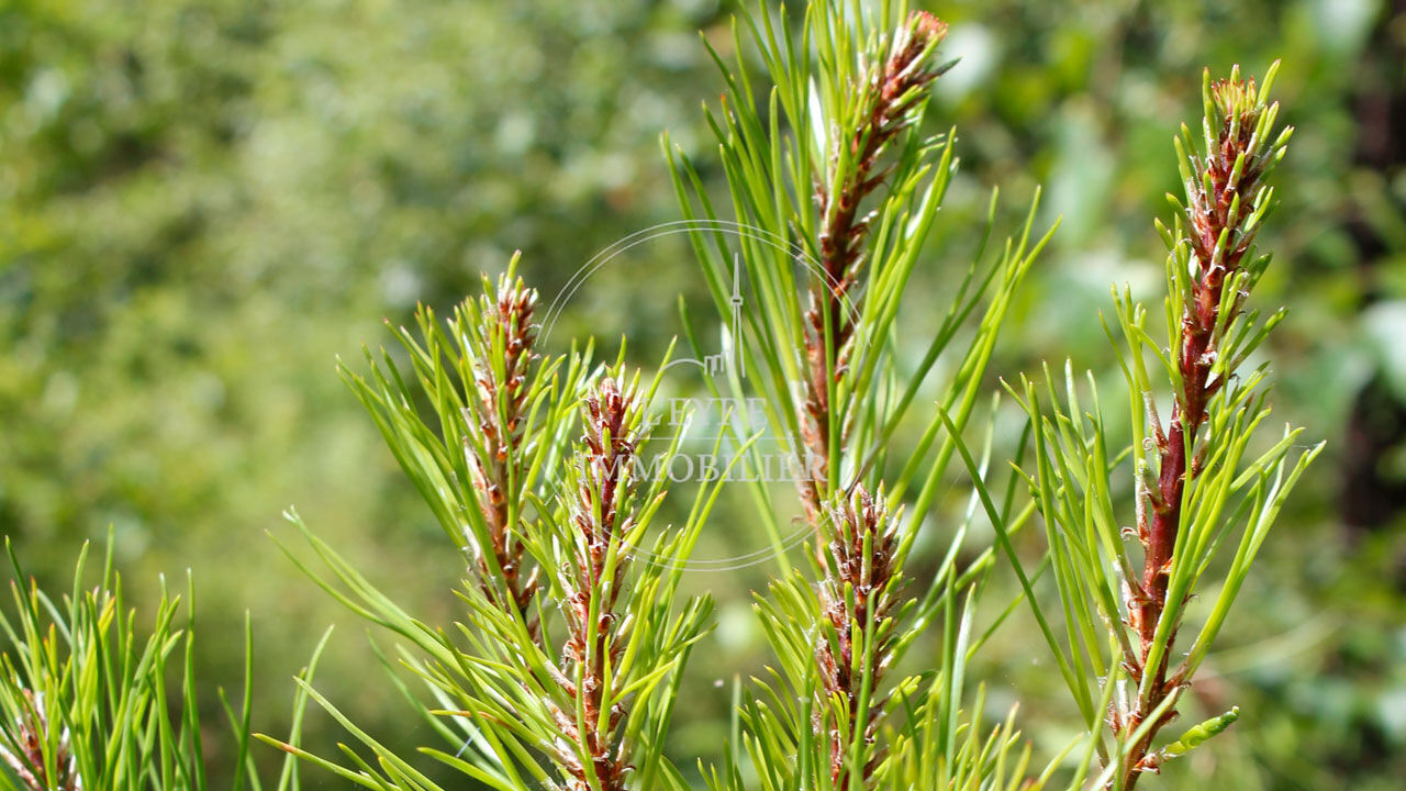 Terrain Pissos 2075 m2