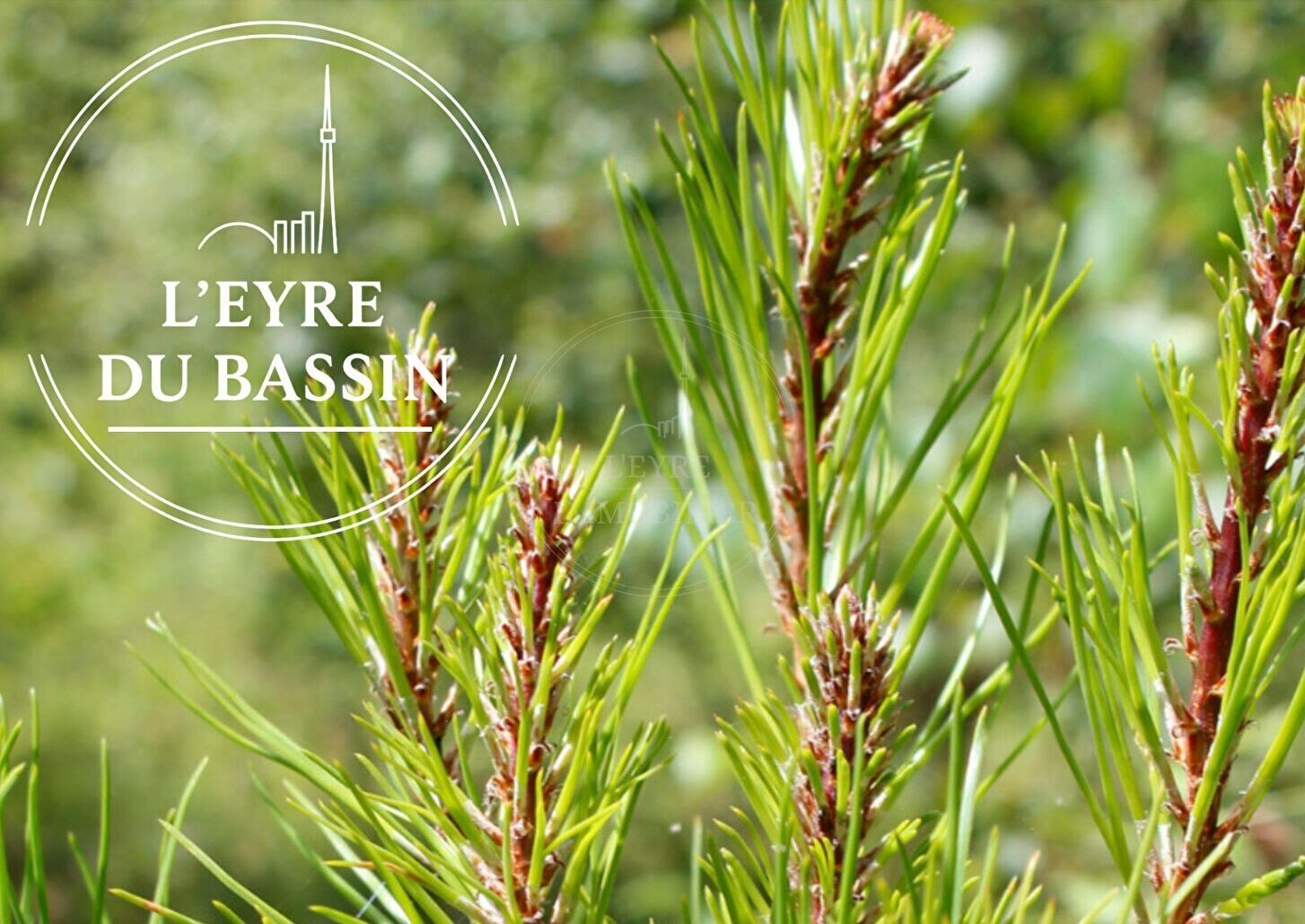 Agence immobilière de L'Eyre Immobilier - L'Eyre Immobilier