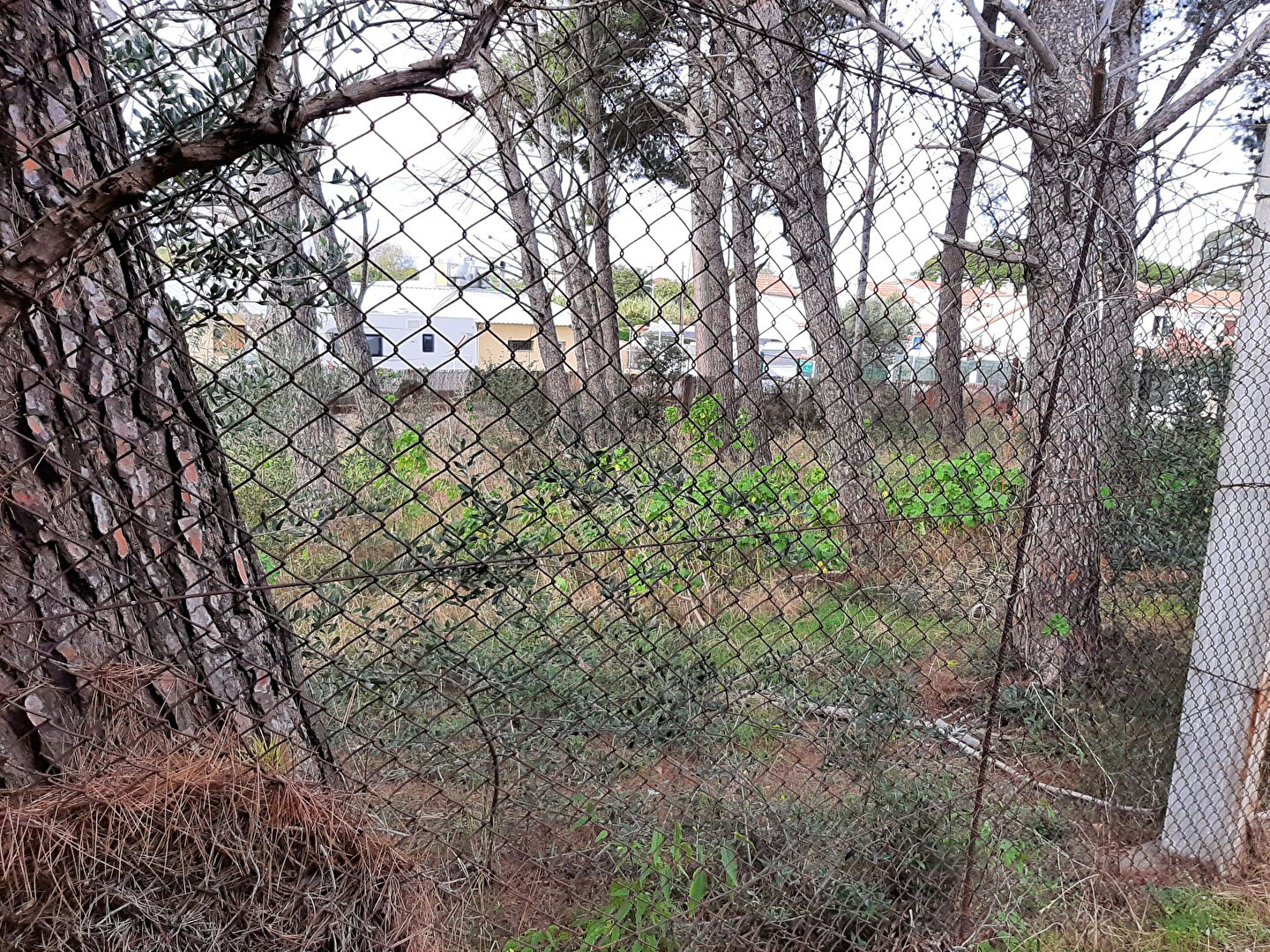 Photo Terrain ensoleillé toute la journée à Mas Matas de 375m2 image 2/6