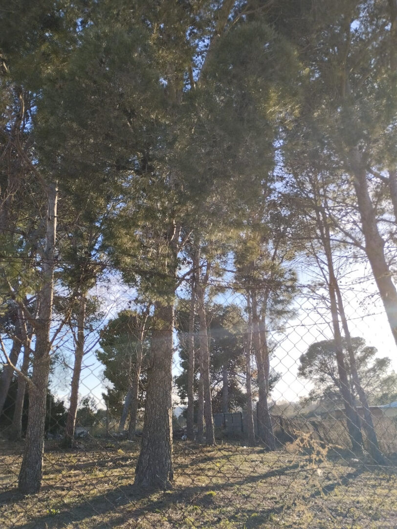 Photo Terrain ensoleillé toute la journée à Mas Matas de 375m2 image 3/6