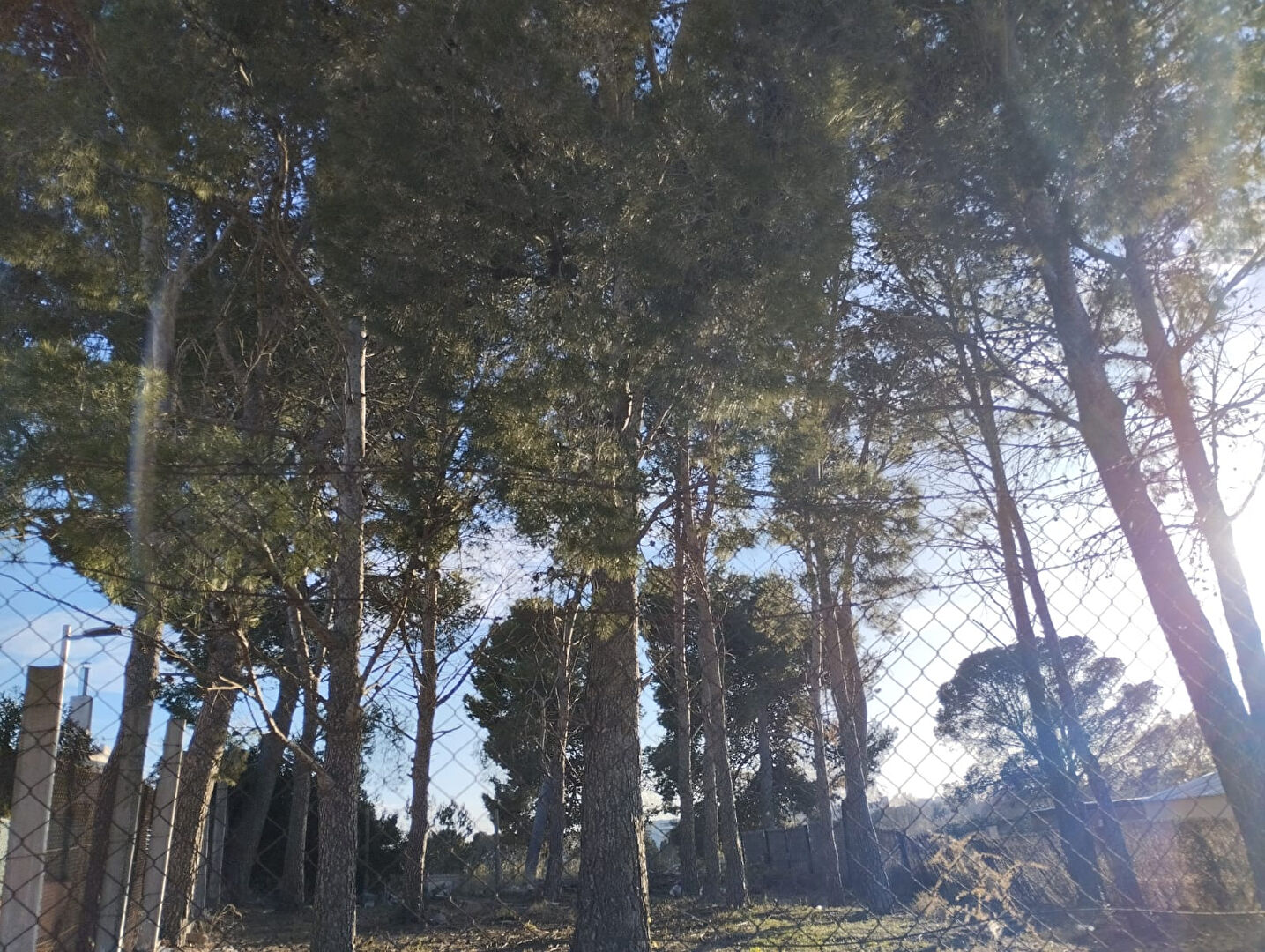 Photo Terrain ensoleillé toute la journée à Mas Matas de 375m2 image 5/6