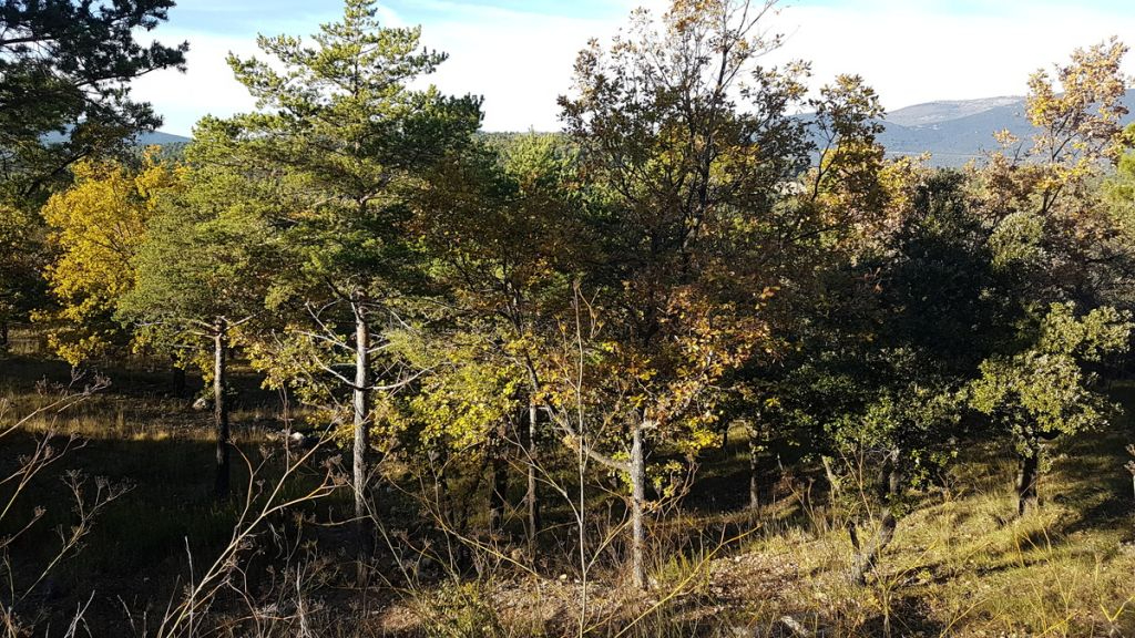 Photo TERRAIN CONSTRUCTIBLE - DOMAINE ST PIERRE - 2522 m2 image 2/2