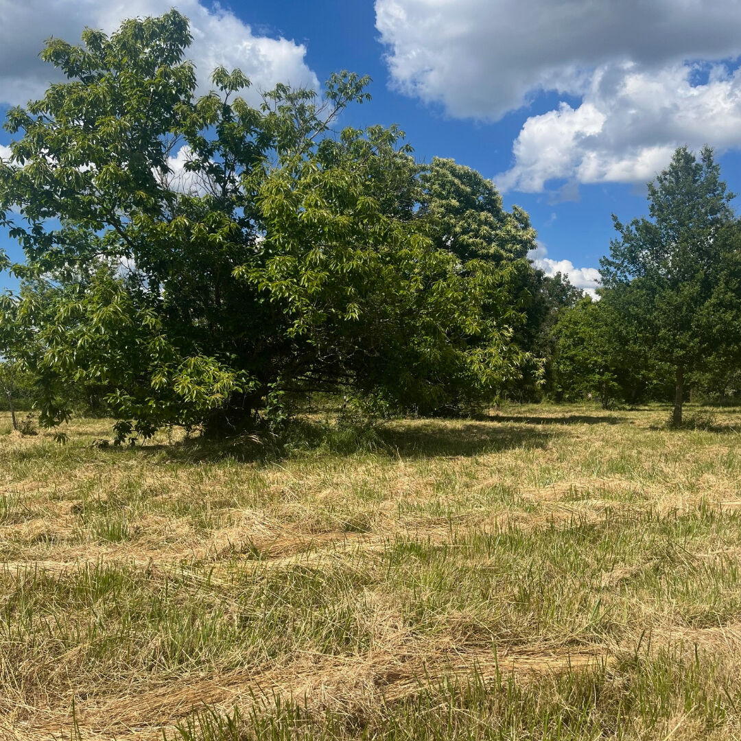 Terrain Montpon Menesterol 1678 m2