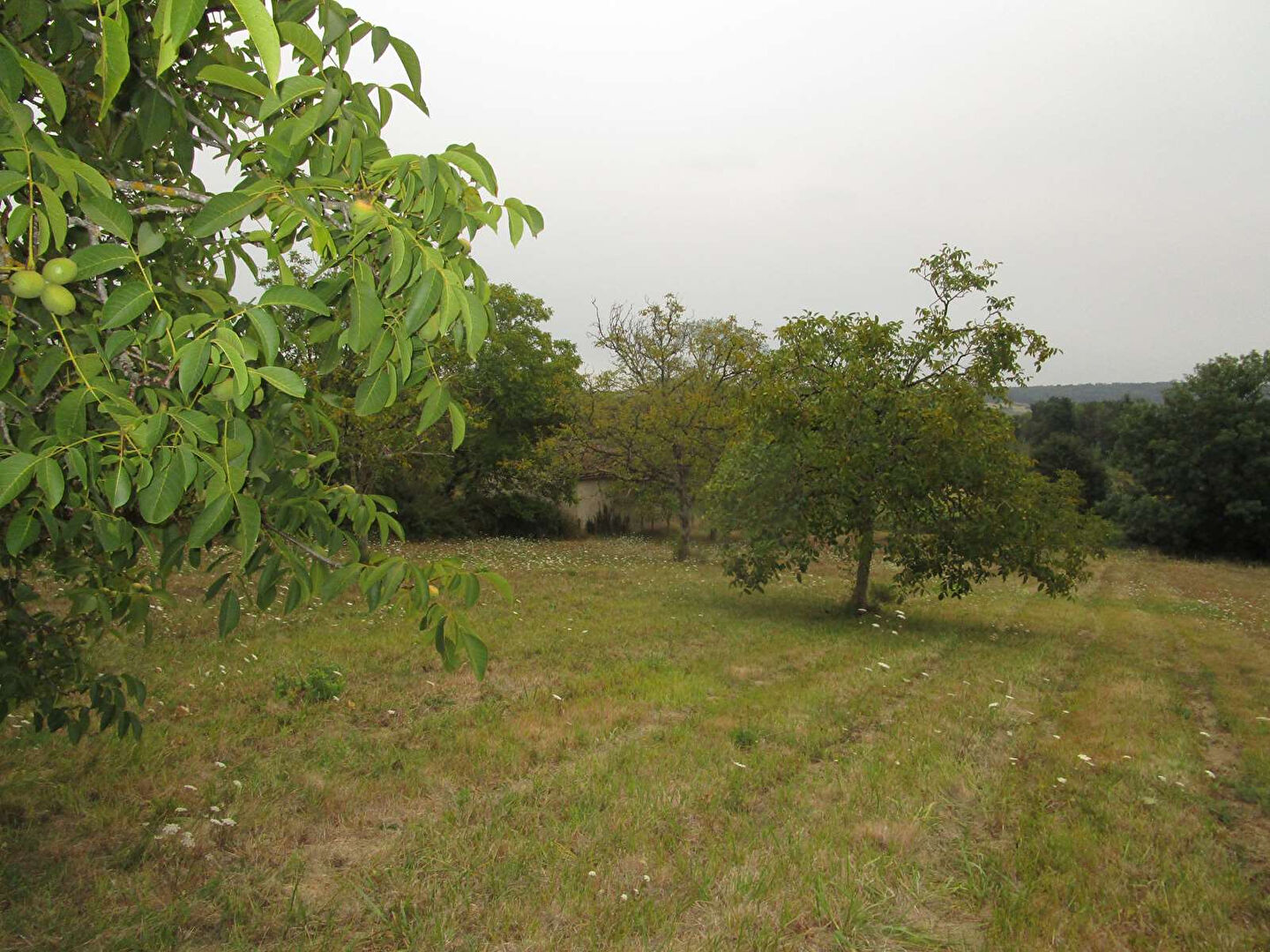 Photo Terrain Douzillac 2482 m2 image 3/5