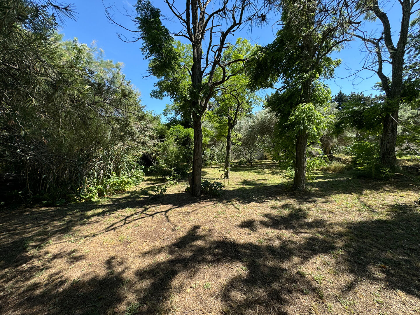 Photo Beau terrain arboré à bâtir en colline image 2/3