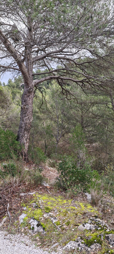 Photo Domaine forestier Auriol  14 000m² image 1/2