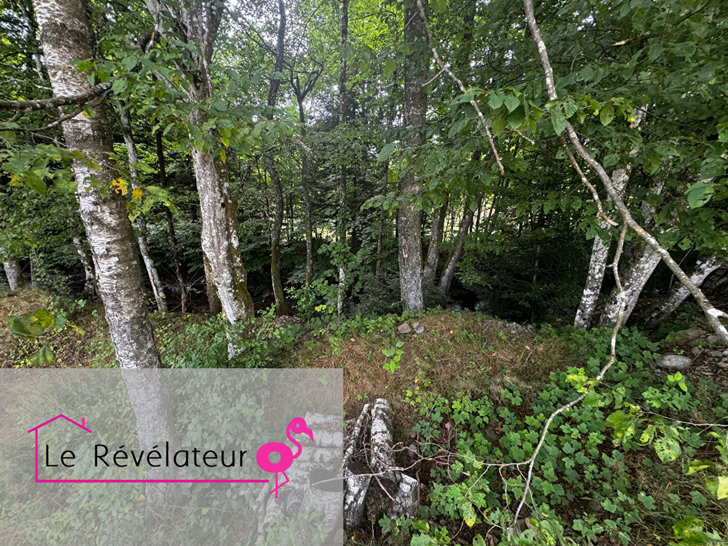 Photo Le Révélateur image 5/6