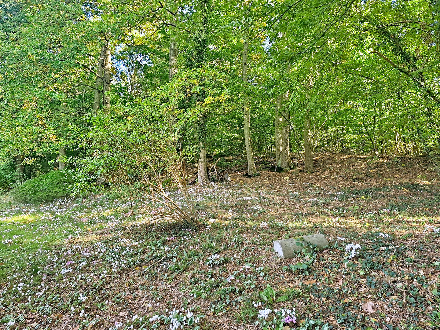 Photo Maison Gasny 3 pièce(s) 51 m2 image 6/6