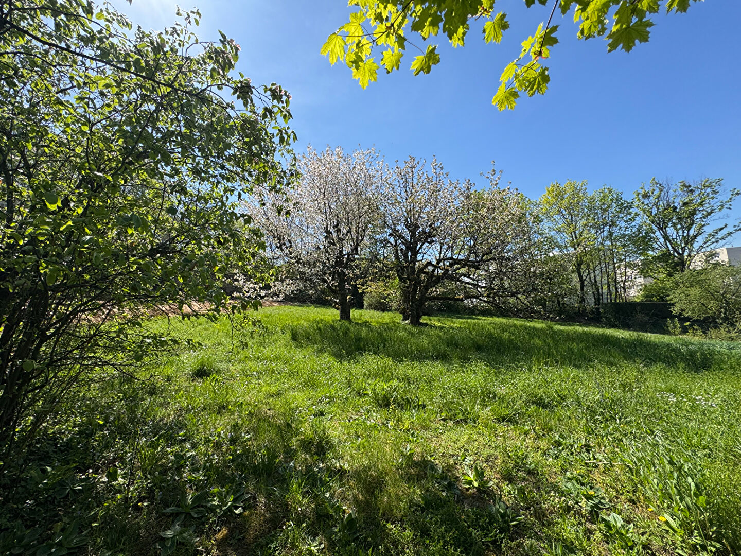 Photo Superbe parcelle + 1230  m² calme avec vue sur Monts du Lyonnais image 2/5