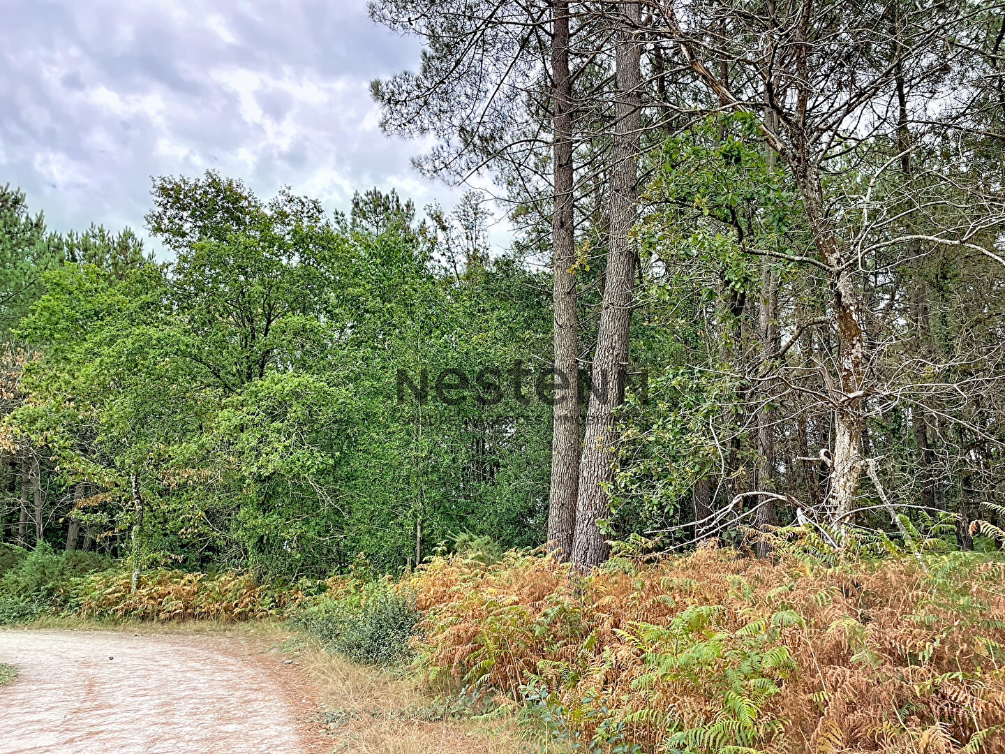 Bois de 17 422 m² en zone naturelle et forestière