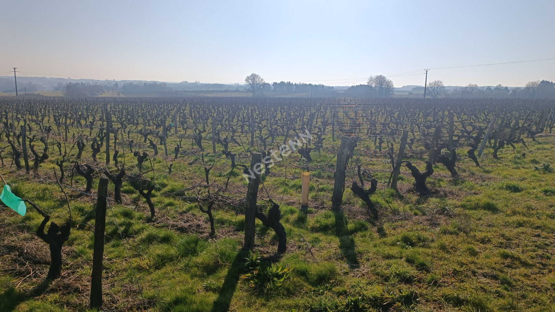 Domaine viticole MARTINET Jean-Claude