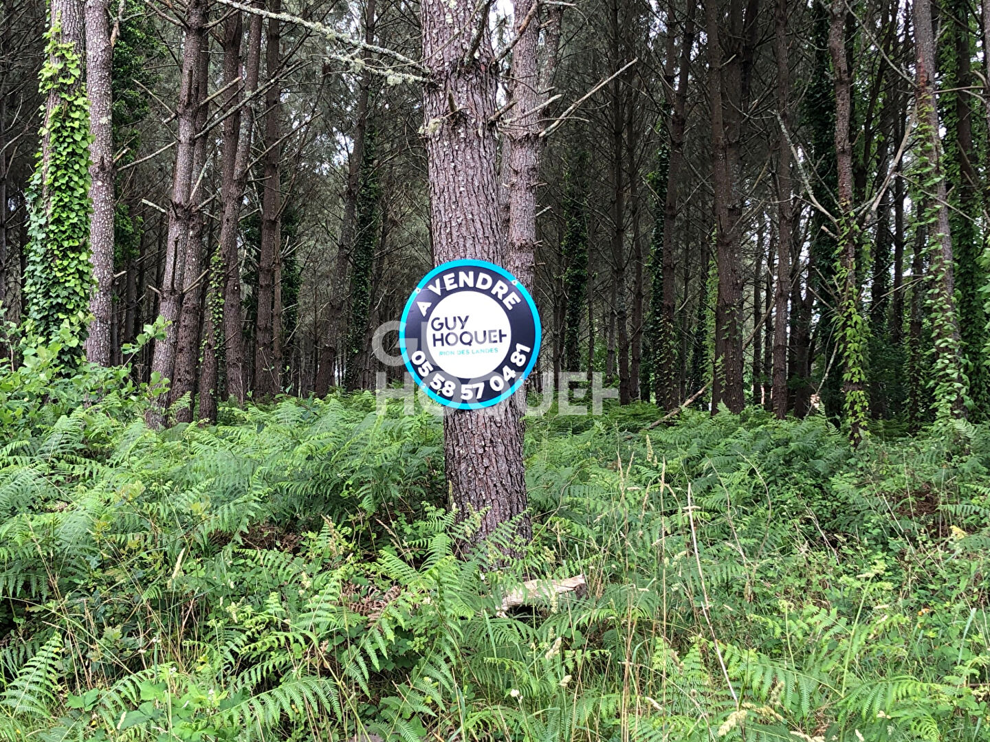 A VENDRE : Terrain de 600m²  (LOT n° 11) à RION DES LANDES (40370)