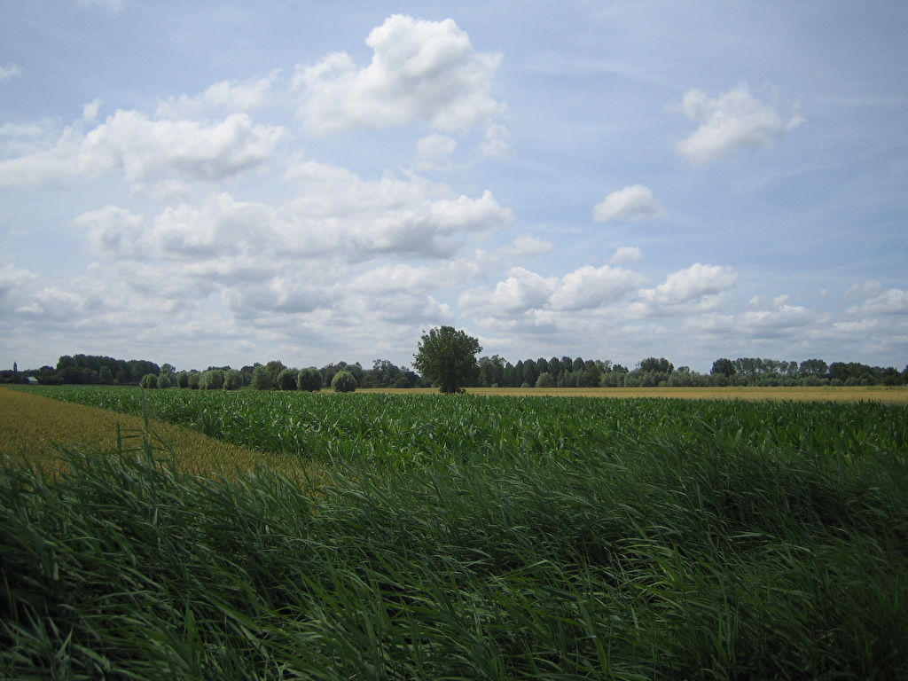LILLEMER