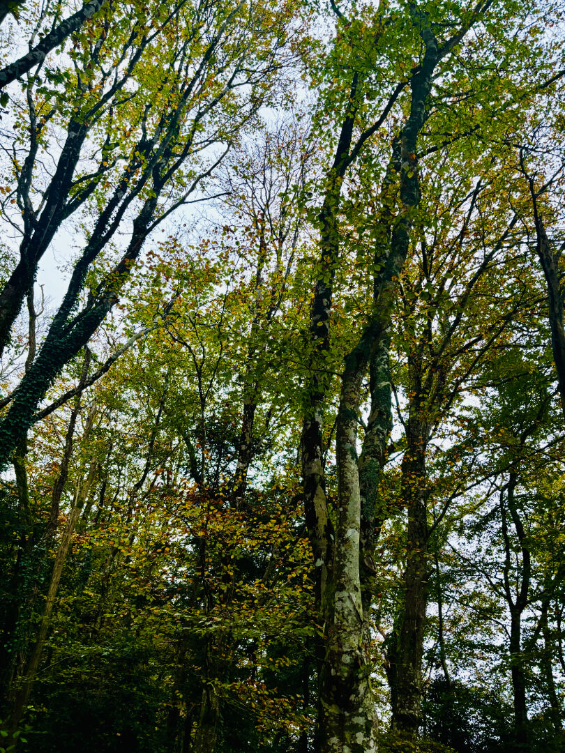 Photo Maison Gouesnach 5 pièce(s) 155 m2 image 2/6