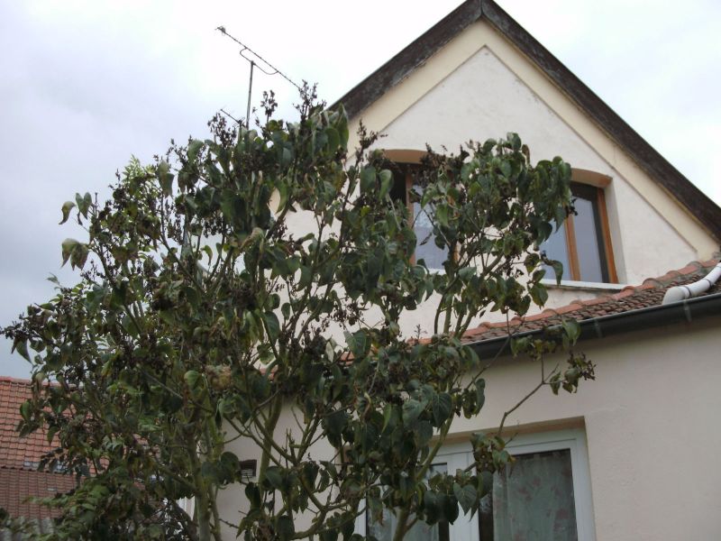 Photo Maison de ville hyper centre, 5 pièces, 85m² image 5/6