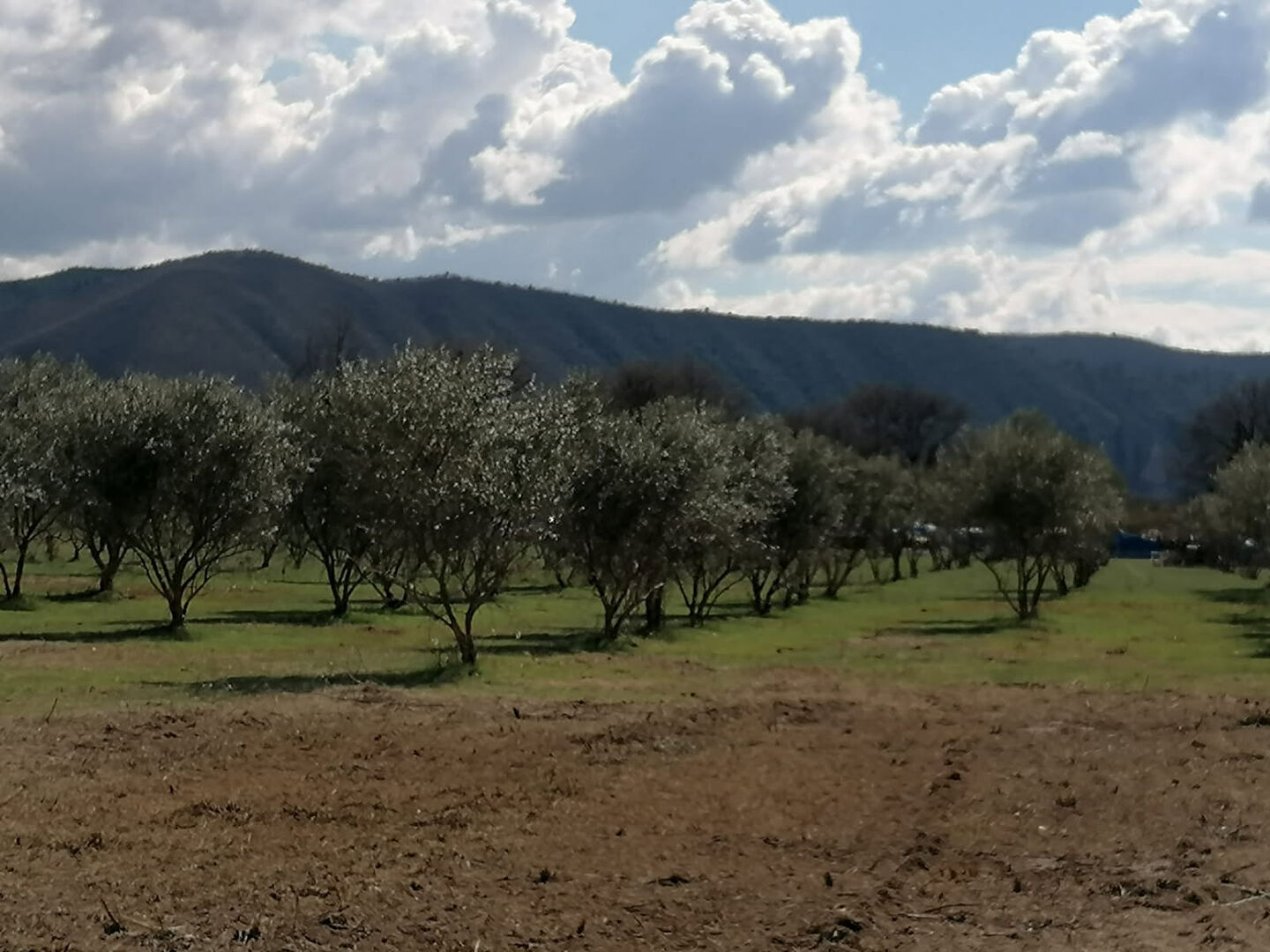 Terrain L Escale Olivette + cabanon 18900 m2