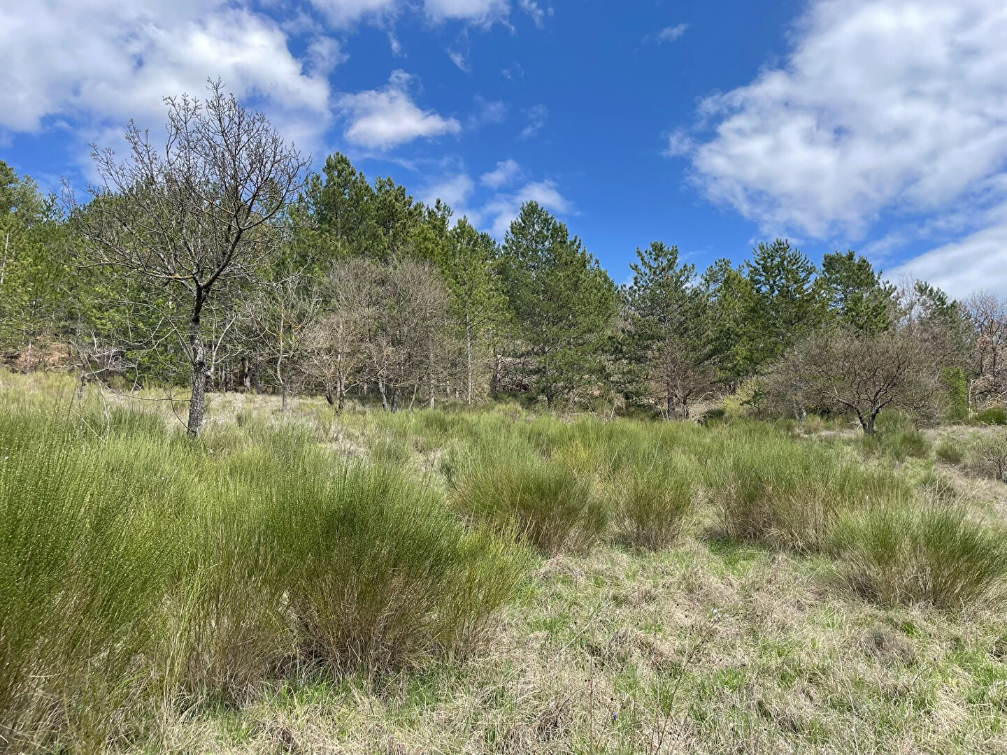 Photo Terrain  à bâtir à vendre à Noyers Sur Jabron 5420 m2 dont 2700 m² constructibles image 5/6