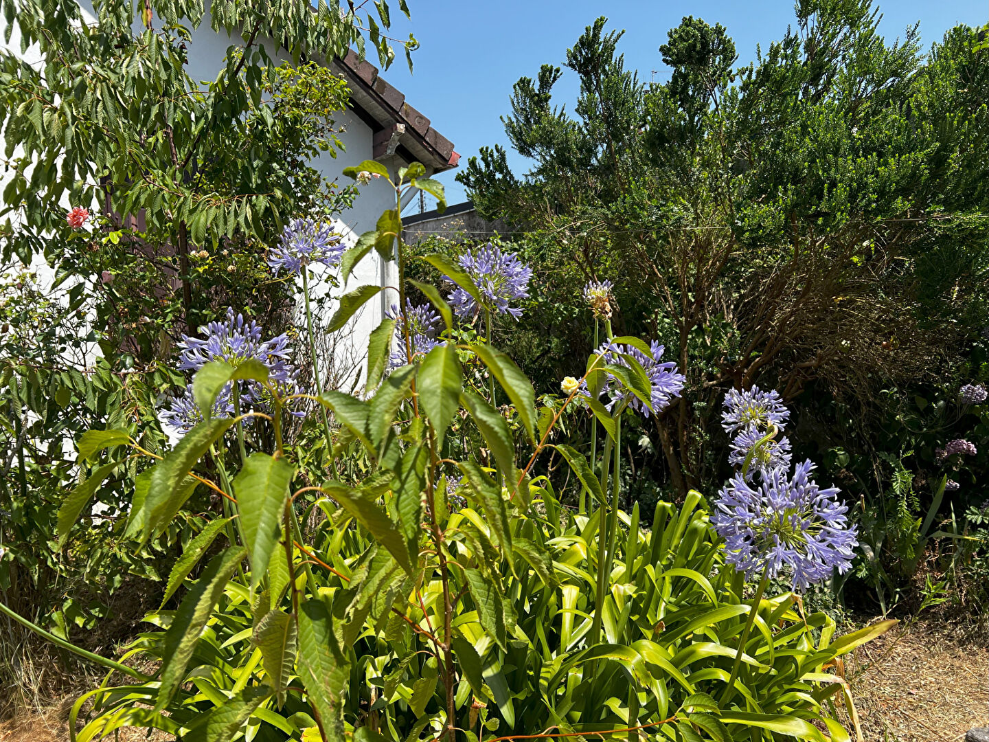 Photo Rte de Paris - Maison ancienne avec cachet à rénover. Quatre chambres, jardin, garage et dépendance. image 1/6