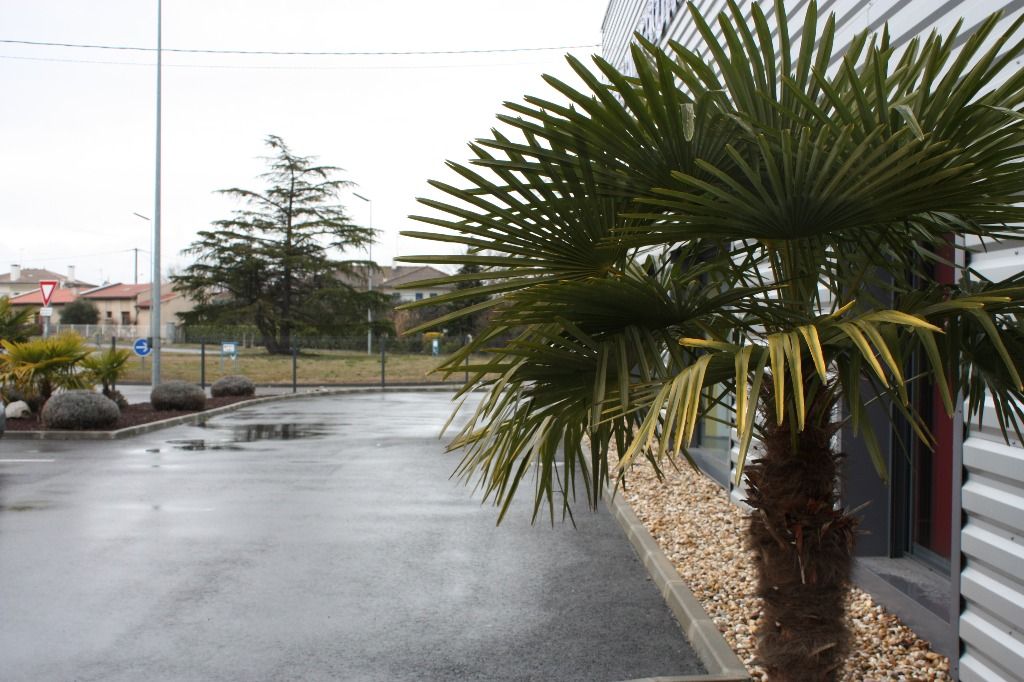 Photo A LOUER LOCAL D'ACTIVITE A COLOMIERS 713 M² image 1/1