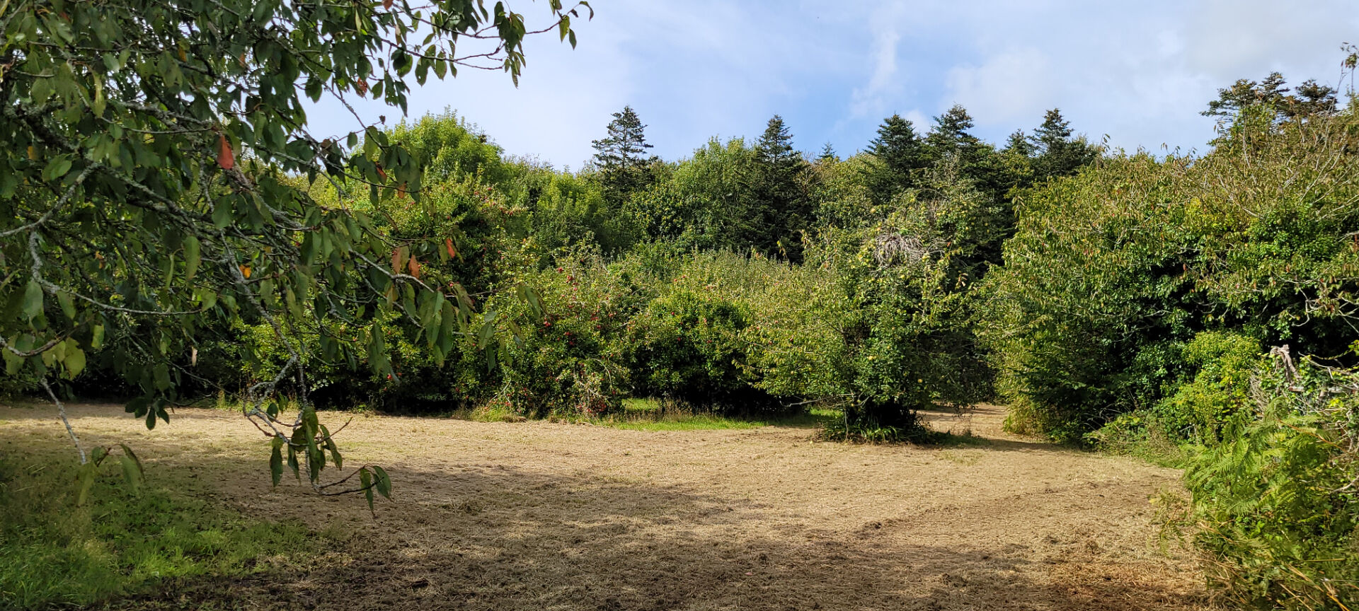 Photo Exclusivité, manoir fin XVe / début XVIe à rénover. Finistère Sud image 5/6