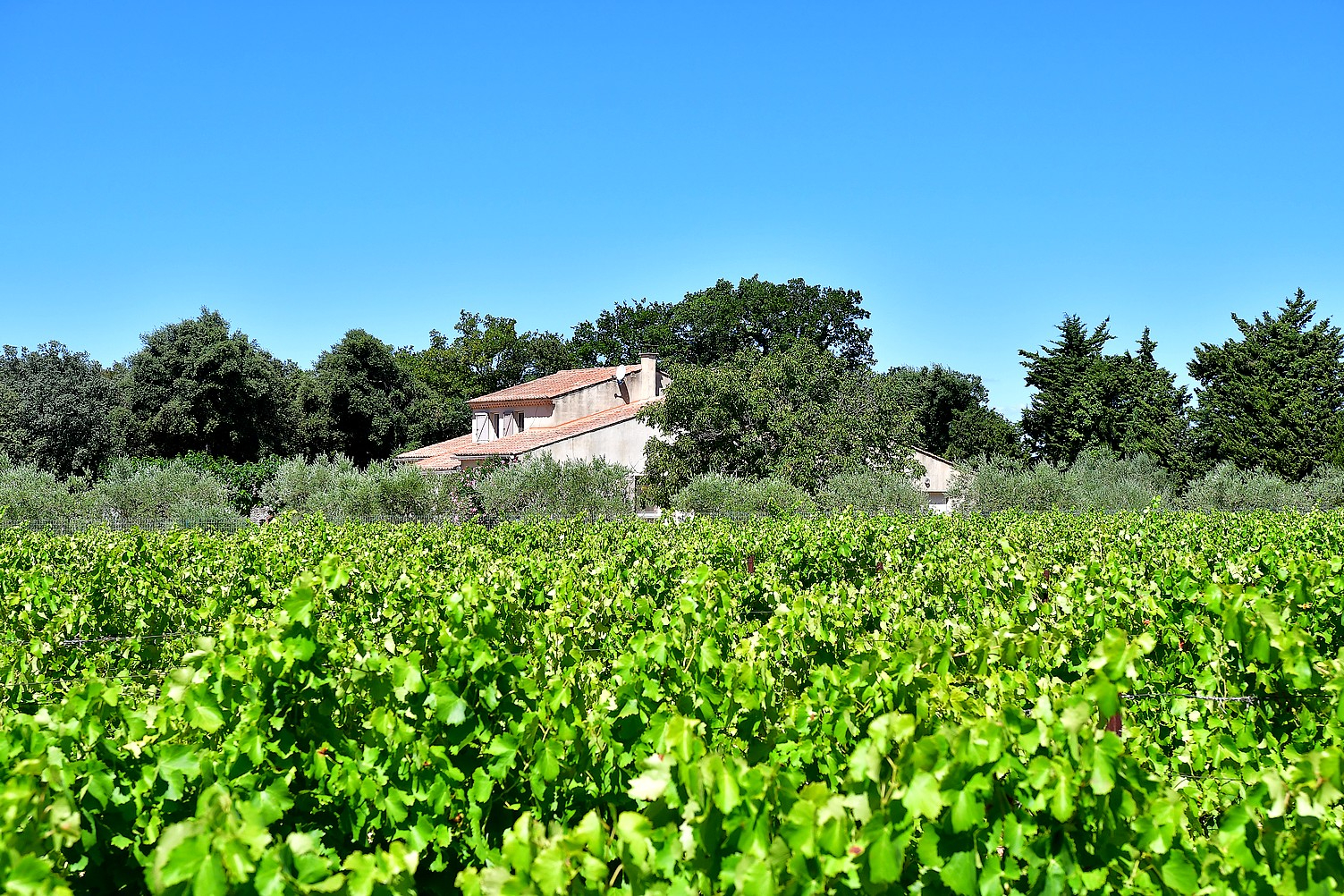 Maison avec dépendance sur terrain de plus d'un hectare, à proximité des Dentelles de Montmirail