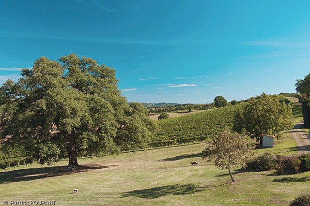 Photo NORD BÉARN / DOMAINE VITICOLE AOP 11Ha / DÉPENDANCES image 3/6