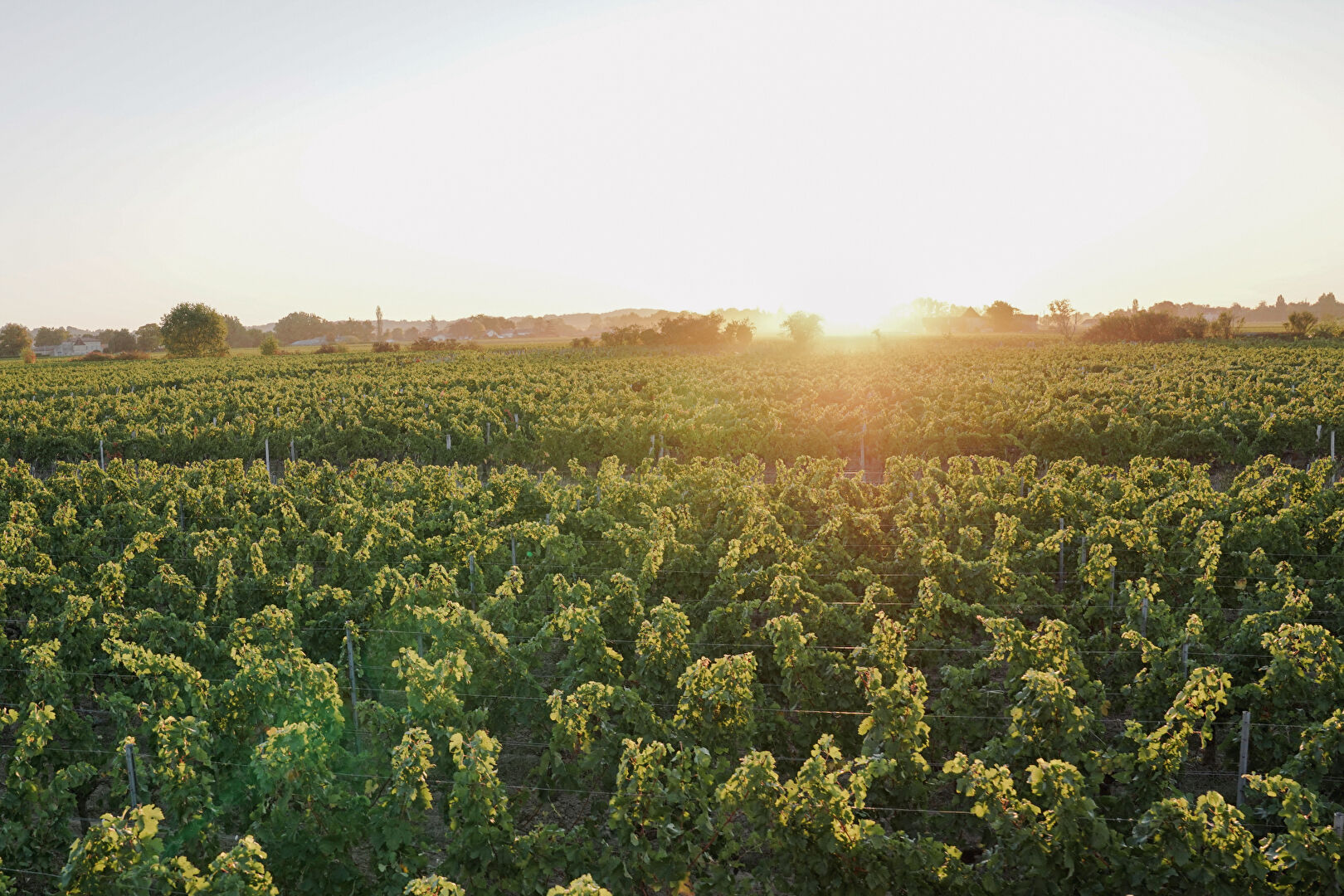 Agricole-viticole 
SAINT EMILION
 4869