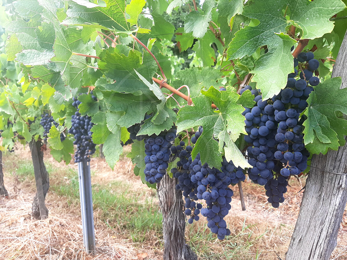 Domaine viticole 
SAINT EMILION
 5057